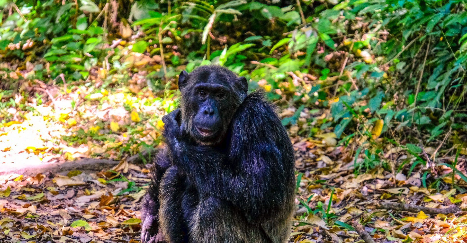 Uganda's New National Parks