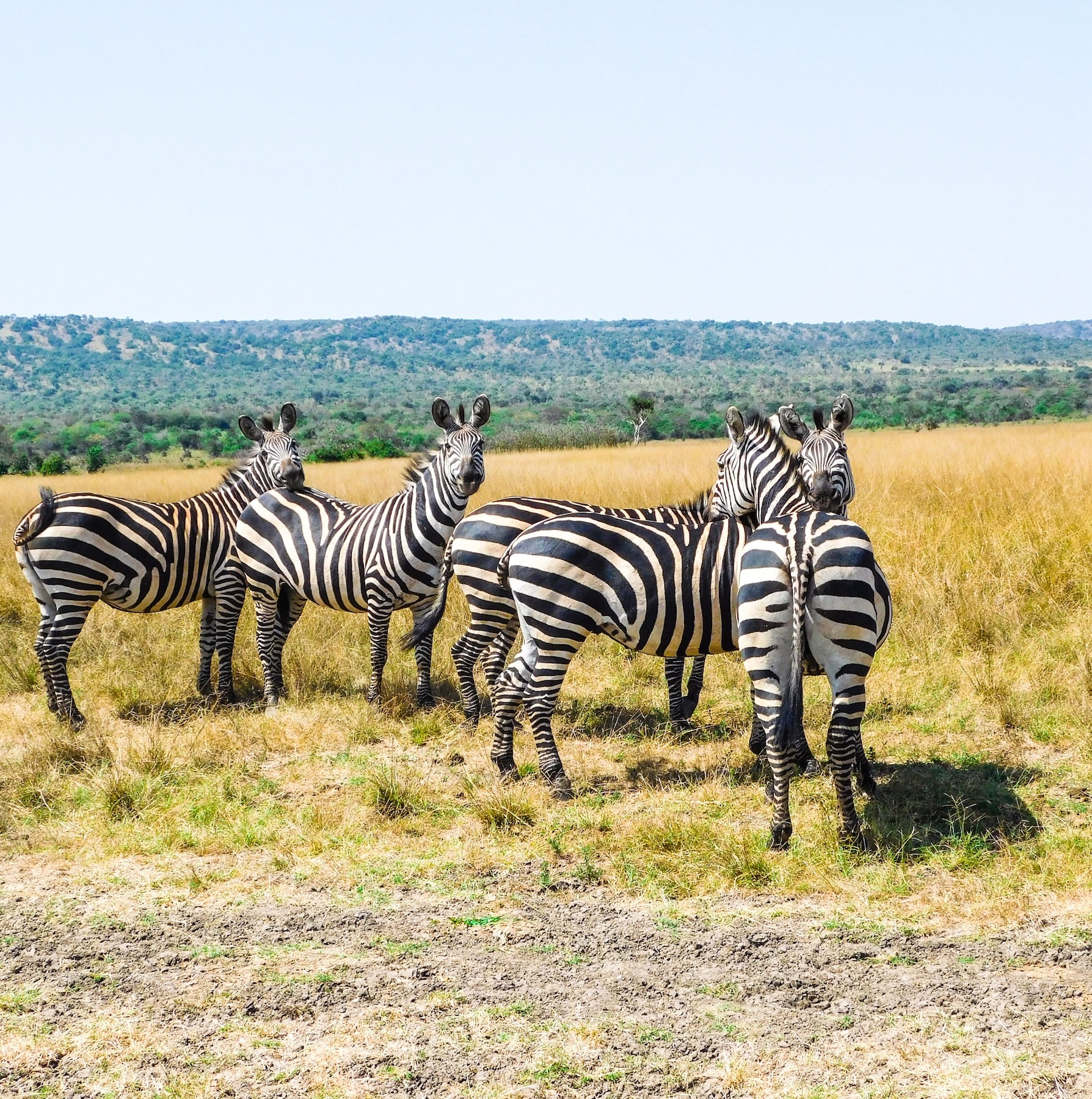 Wildlife Safaris in Rwanda