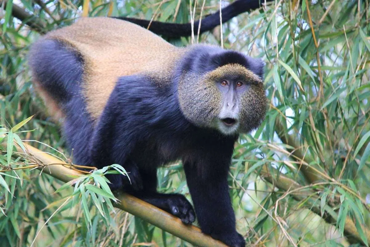rwanda wildlife tours